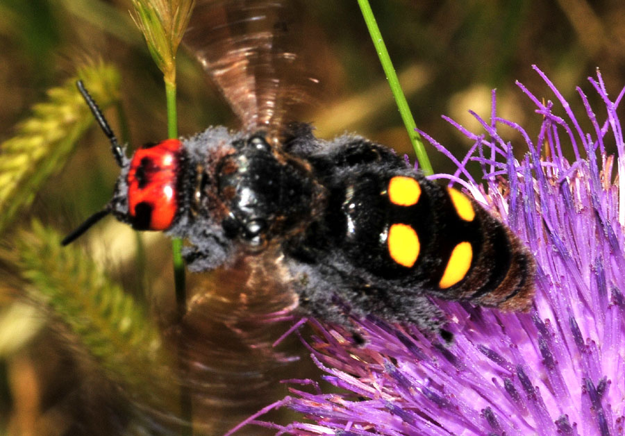 Scoliidae: Megascolia maculata (m&f di M.m. flavifrons  e f. di M.m. maculata).